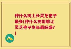 种什么树上长灵芝孢子最多(种什么树能够让灵芝孢子生长最旺盛？)