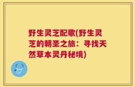 野生灵芝配歌(野生灵芝的朝圣之旅：寻找天然草本灵丹秘境)