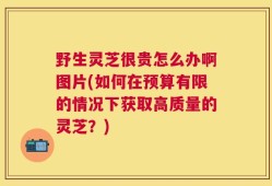 野生灵芝很贵怎么办啊图片(如何在预算有限的情况下获取高质量的灵芝？)