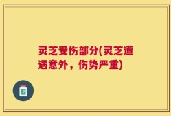 灵芝受伤部分(灵芝遭遇意外，伤势严重)