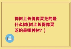 桦树上长得像灵芝的是什么树(树上长得像灵芝的是哪种树？)
