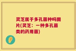 灵芝属于多孔菌种吗图片(灵芝：一种多孔菌类的药用菌)