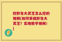 挖野生大灵芝怎么挖的视频(如何采摘野生大灵芝？实地教学视频！)