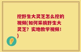 挖野生大灵芝怎么挖的视频(如何采摘野生大灵芝？实地教学视频！)