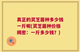 真正的灵芝菌种多少钱一斤呢(灵芝菌种价格揭密：一斤多少钱？)