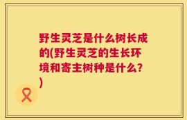 野生灵芝是什么树长成的(野生灵芝的生长环境和寄主树种是什么？)