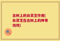古树上的白灵芝作用(白灵芝在古树上的神奇功效)