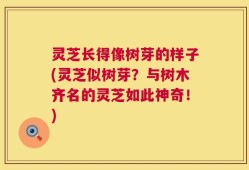 灵芝长得像树芽的样子(灵芝似树芽？与树木齐名的灵芝如此神奇！)