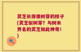 灵芝长得像树芽的样子(灵芝似树芽？与树木齐名的灵芝如此神奇！)