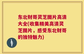 东北财哥灵芝图片高清大全(收集精美高清灵芝图片，感受东北财哥的独特魅力)