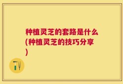 种植灵芝的套路是什么(种植灵芝的技巧分享)