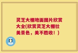 灵芝大棚地面图片欣赏大全(欣赏灵芝大棚壮美景色，美不胜收！)