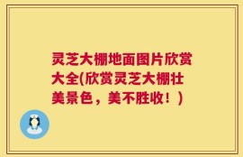 灵芝大棚地面图片欣赏大全(欣赏灵芝大棚壮美景色，美不胜收！)