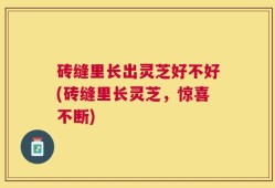 砖缝里长出灵芝好不好(砖缝里长灵芝，惊喜不断)