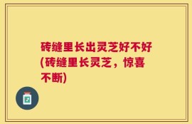 砖缝里长出灵芝好不好(砖缝里长灵芝，惊喜不断)