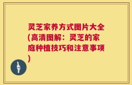 灵芝家养方式图片大全(高清图解：灵芝的家庭种植技巧和注意事项)