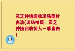 灵芝种植回收现场图片高清(现场拍摄！灵芝种植回收惊人一幕直击)
