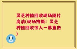 灵芝种植回收现场图片高清(现场拍摄！灵芝种植回收惊人一幕直击)