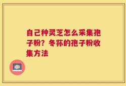 自己种灵芝怎么采集孢子粉？冬荪的孢子粉收集方法