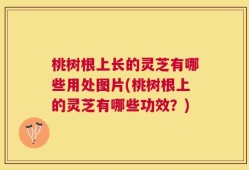 桃树根上长的灵芝有哪些用处图片(桃树根上的灵芝有哪些功效？)