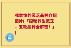 观赏性的灵芝品种介绍图片(「探秘养生灵芝，五款品种全解密！」)