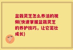盆栽灵芝怎么养活的视频(快速掌握盆栽灵芝的养护技巧，让它茁壮成长)