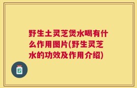 野生土灵芝煲水喝有什么作用图片(野生灵芝水的功效及作用介绍)
