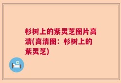 杉树上的紫灵芝图片高清(高清图：杉树上的紫灵芝)