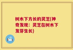 树木下方长的灵芝(神奇发现：灵芝在树木下发芽生长)