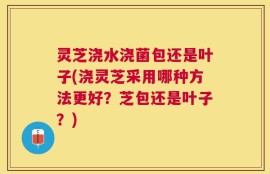灵芝浇水浇菌包还是叶子(浇灵芝采用哪种方法更好？芝包还是叶子？)