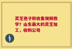 灵芝孢子粉收集视频教学？山东最大的灵芝加工，收购公司