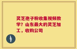 灵芝孢子粉收集视频教学？山东最大的灵芝加工，收购公司