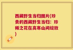 西藏野生当归图片(珍贵的西藏野生当归：珍稀之花在高寒山间绽放)