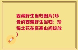 西藏野生当归图片(珍贵的西藏野生当归：珍稀之花在高寒山间绽放)