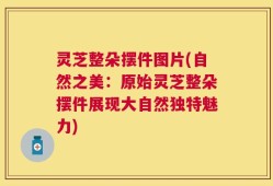 灵芝整朵摆件图片(自然之美：原始灵芝整朵摆件展现大自然独特魅力)