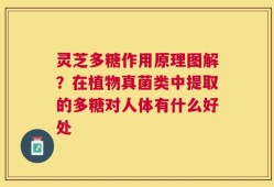 灵芝多糖作用原理图解？在植物真菌类中提取的多糖对人体有什么好处