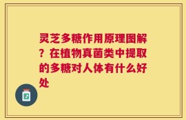 灵芝多糖作用原理图解？在植物真菌类中提取的多糖对人体有什么好处
