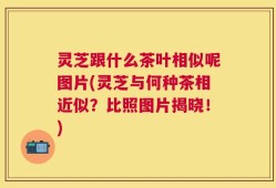 灵芝跟什么茶叶相似呢图片(灵芝与何种茶相近似？比照图片揭晓！)