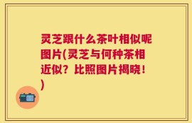灵芝跟什么茶叶相似呢图片(灵芝与何种茶相近似？比照图片揭晓！)