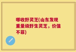 哪收野灵芝(山东发现重量级野生灵芝，价值不菲)