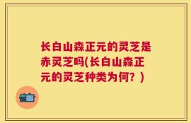 长白山森正元的灵芝是赤灵芝吗(长白山森正元的灵芝种类为何？)