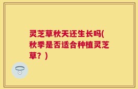 灵芝草秋天还生长吗(秋季是否适合种植灵芝草？)