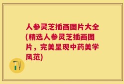人参灵芝插画图片大全(精选人参灵芝插画图片，完美呈现中药美学风范)