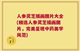 人参灵芝插画图片大全(精选人参灵芝插画图片，完美呈现中药美学风范)