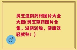 灵芝滋阴药材图片大全大图(灵芝草药图片合集，滋阴润燥，健康驾轻就熟！)