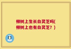 柳树上生长白灵芝吗(柳树上也有白灵芝？)