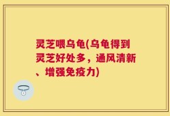 灵芝喂乌龟(乌龟得到灵芝好处多，通风清新、增强免疫力)