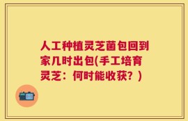 人工种植灵芝菌包回到家几时出包(手工培育灵芝：何时能收获？)