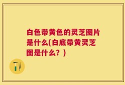 白色带黄色的灵芝图片是什么(白底带黄灵芝图是什么？)