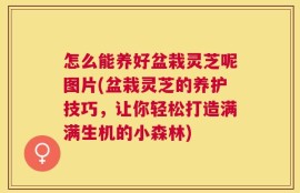 怎么能养好盆栽灵芝呢图片(盆栽灵芝的养护技巧，让你轻松打造满满生机的小森林)